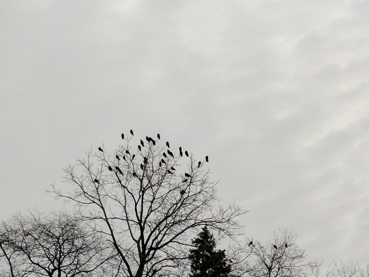Leaveless trees against a grey sky, the top branches filled with crows