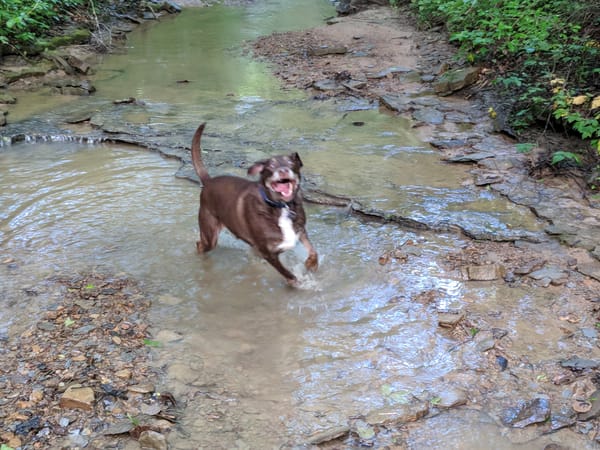 Chocolate Labrador dog running through stream with mouth open.