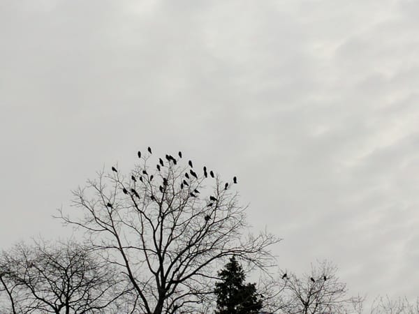 Leaveless trees against a grey sky, the top branches filled with crows